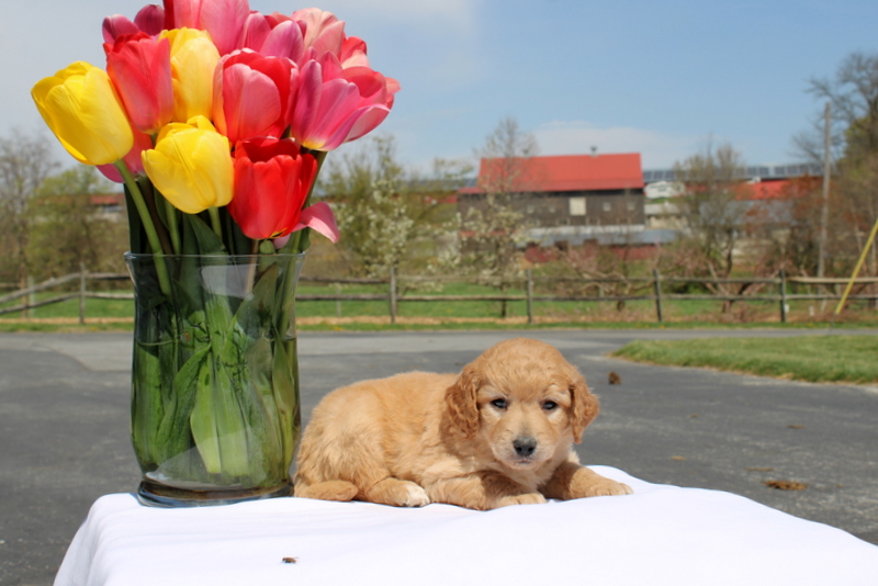 puppy, for, sale, Mini Goldendoodle F2, Matthew B. Stoltzfus, dog, breeder, Gap, PA, dog-breeder, puppy-for-sale, forsale, nearby, find, puppyfind, locator, puppylocator, aca